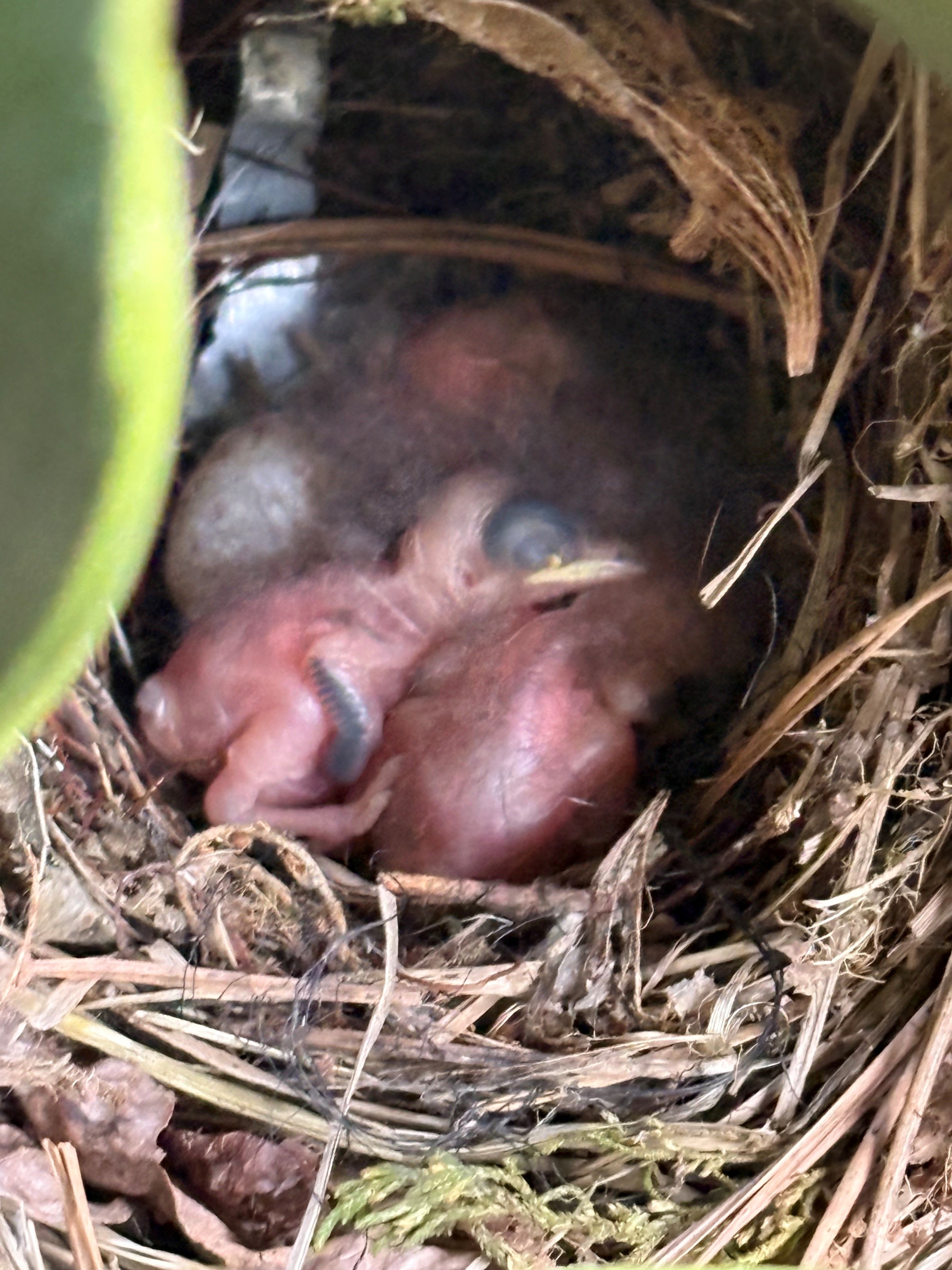 Newly hatched baby birds