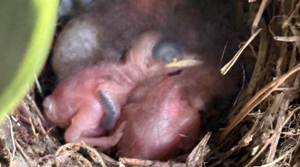 Newly hatched baby birds.