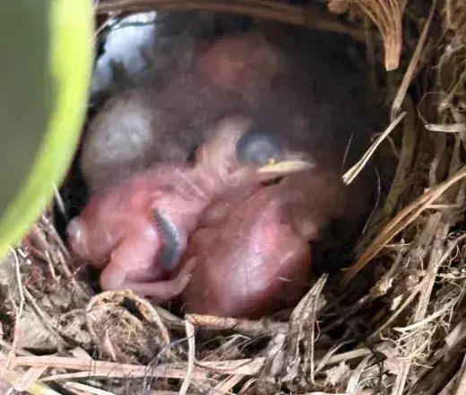 Newly hatched baby birds.