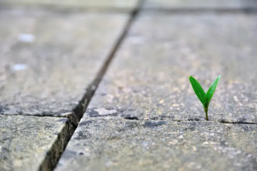 perseverance article pic