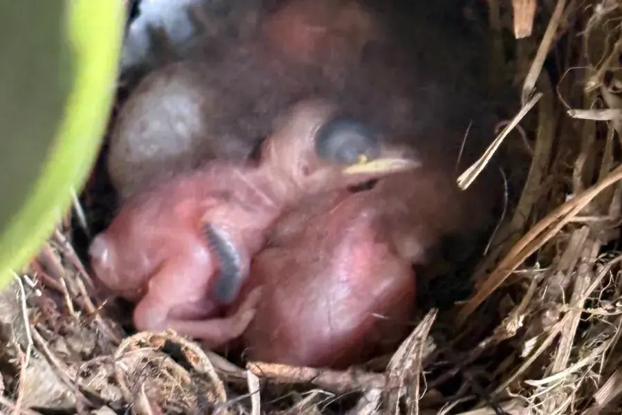 Newly hatched baby birds.