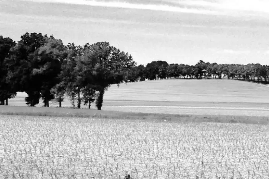 Black and White Field 