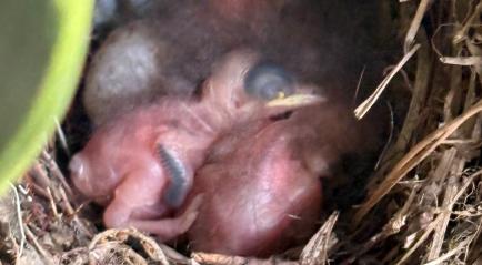 Baby birds